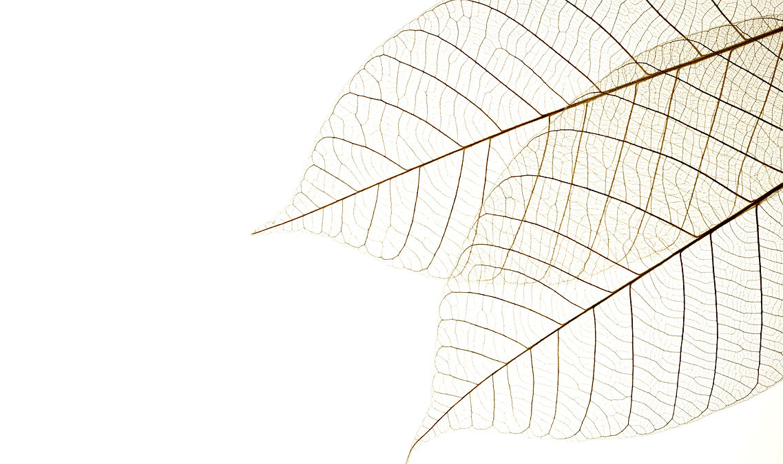 Two Dried Leaves_edited.jpg