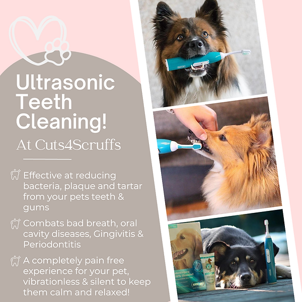 Ultrasonic Teeth Treatment - Dog Teeth Cleaning Service