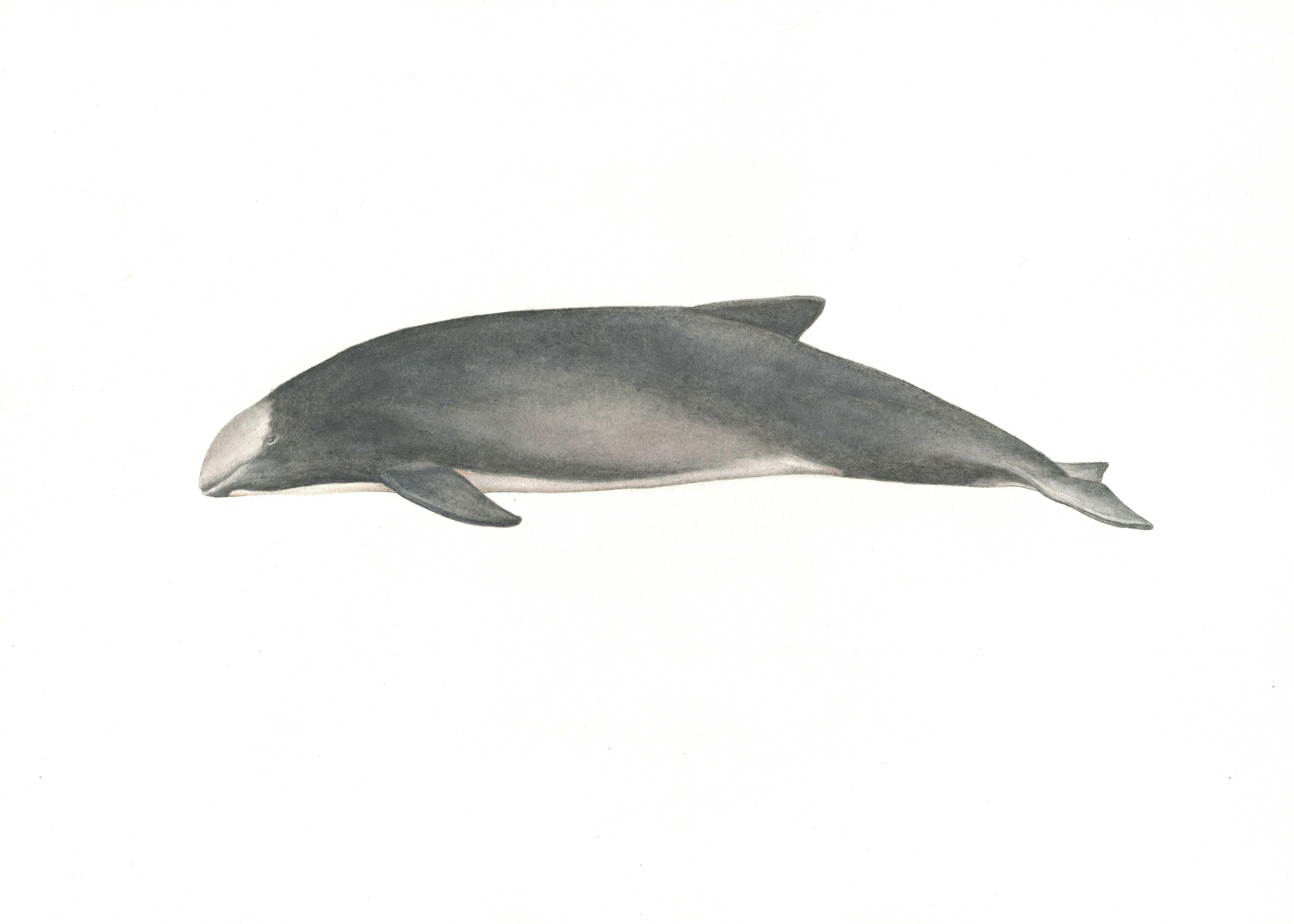 Marsopa espinosa