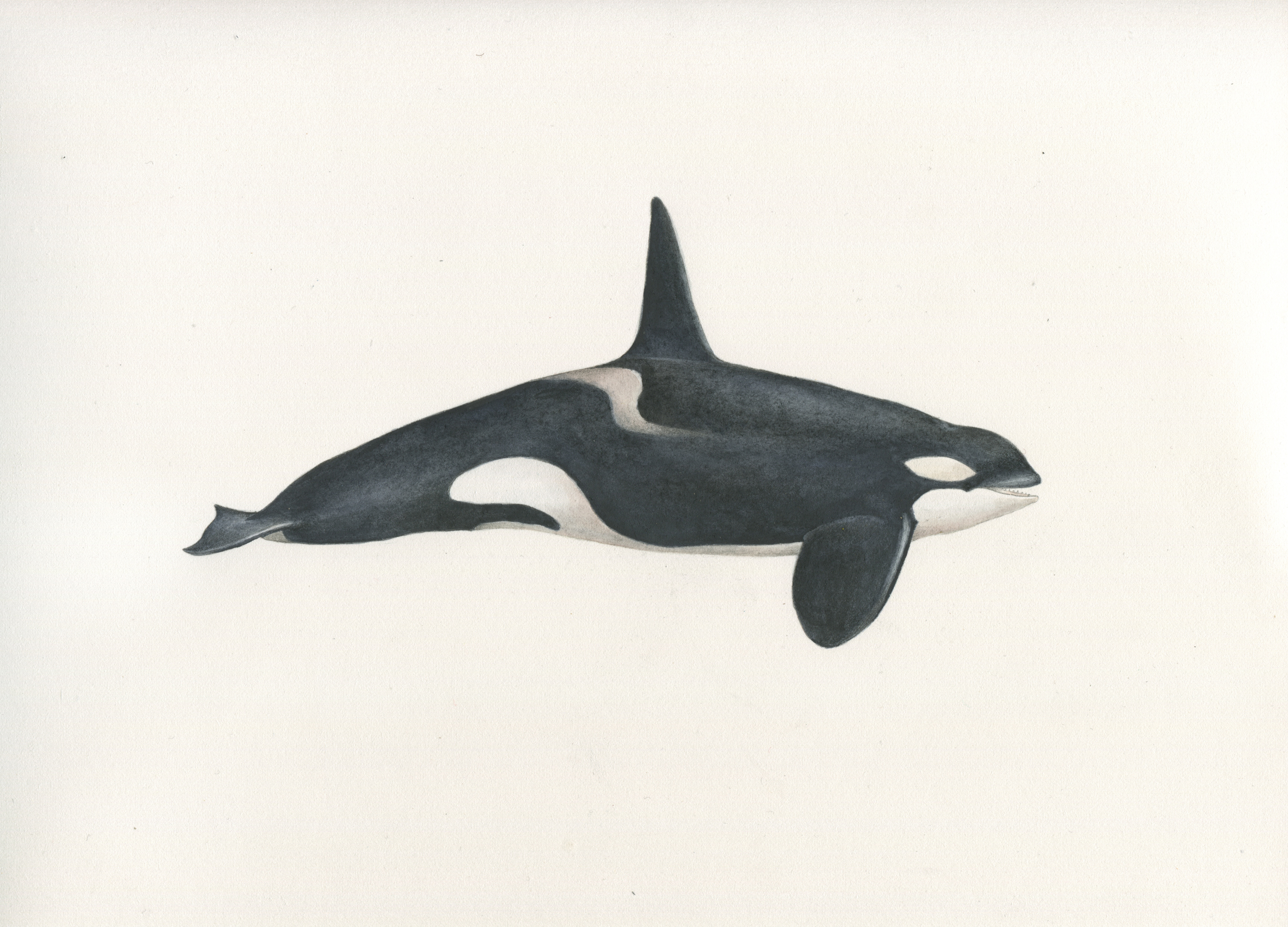 Orca Antártica