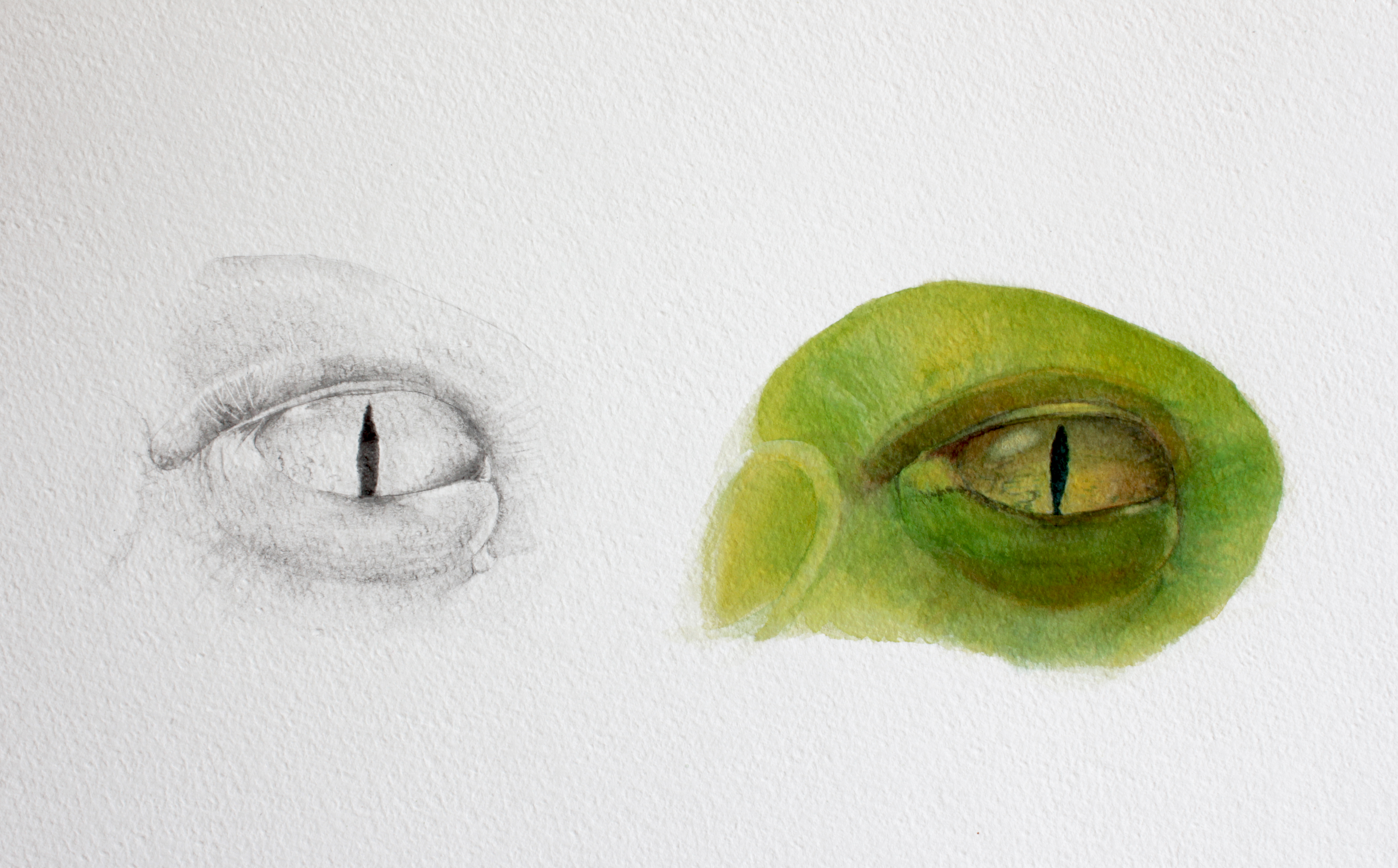 Eyes study