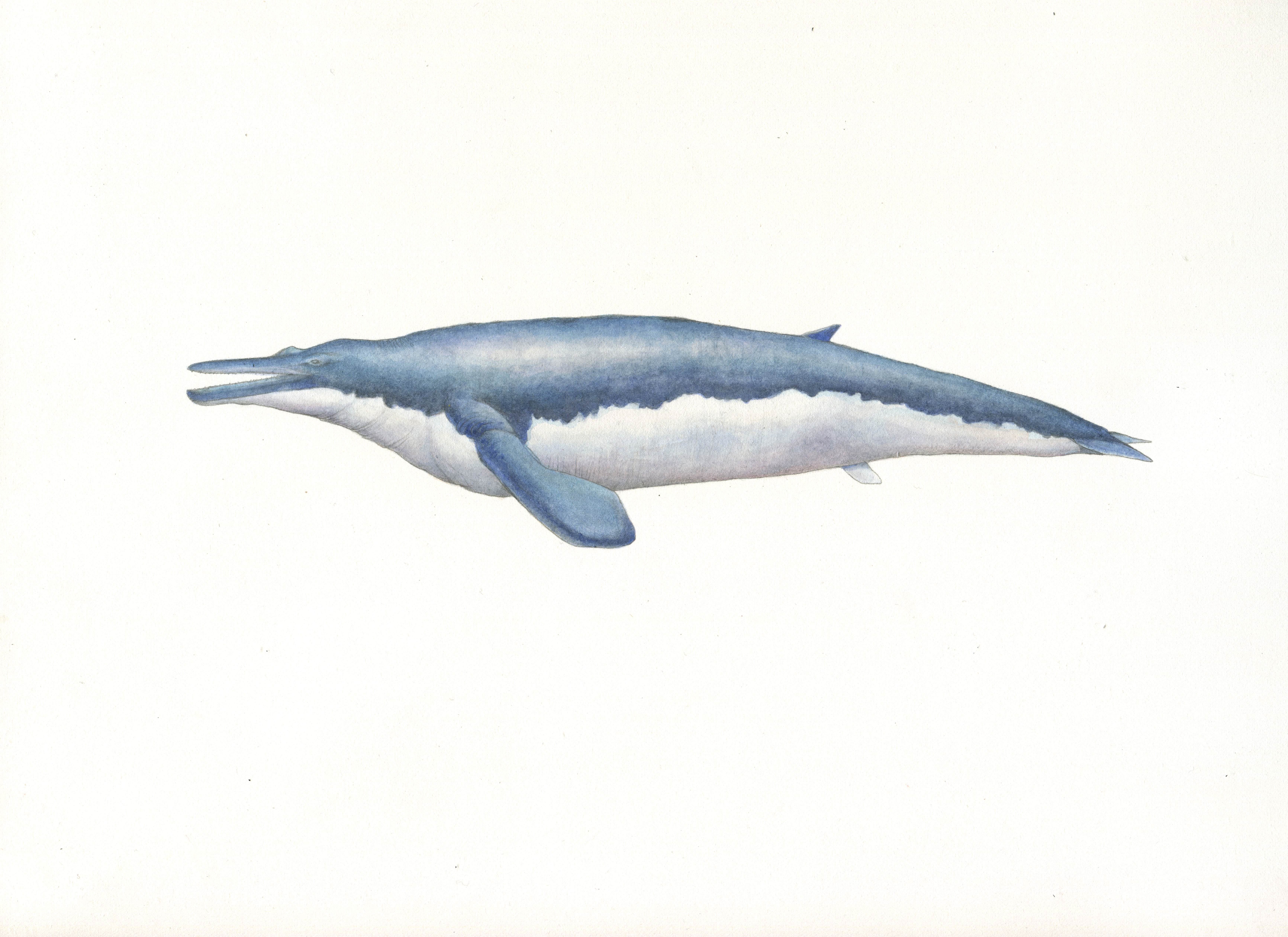 Aeitocetus