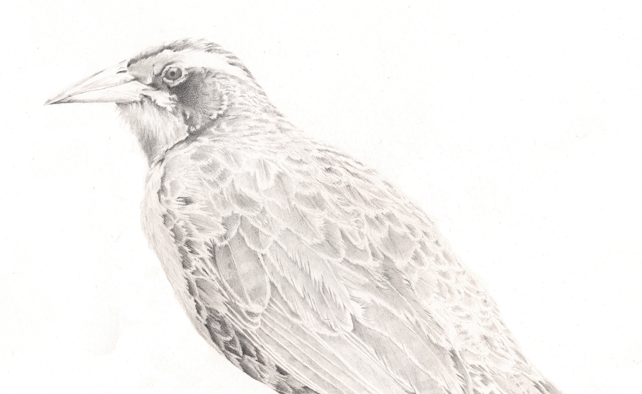 Loica detail