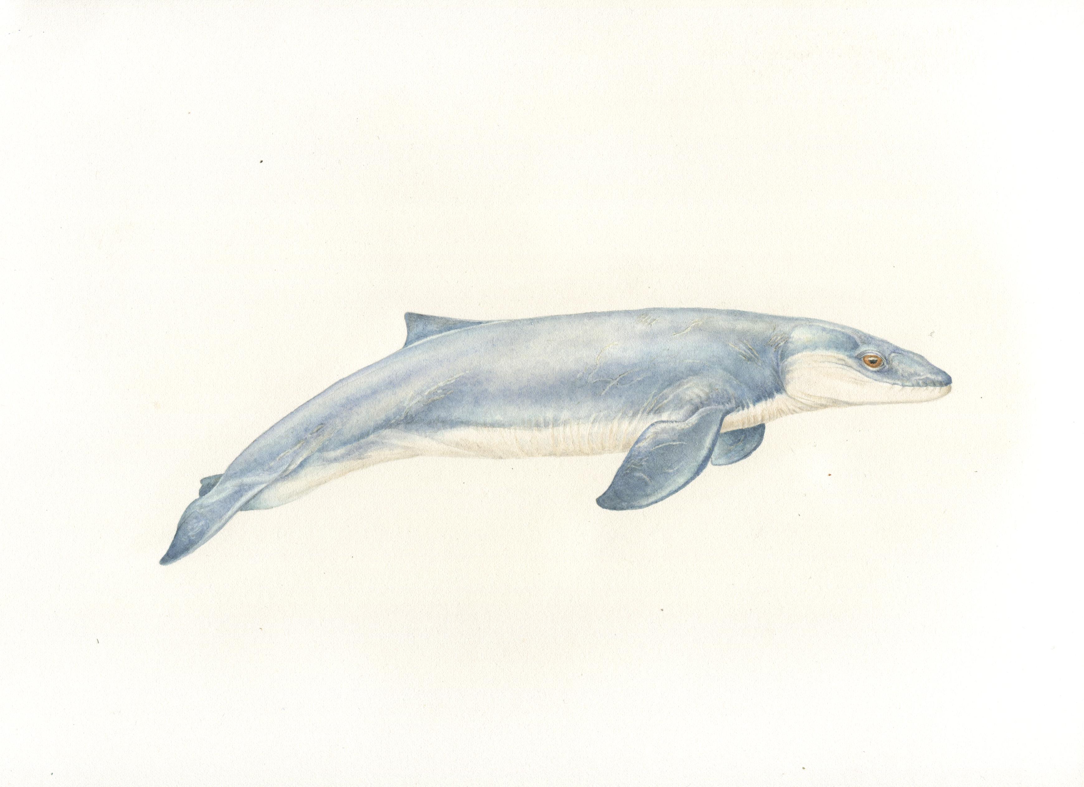 Janjocetus