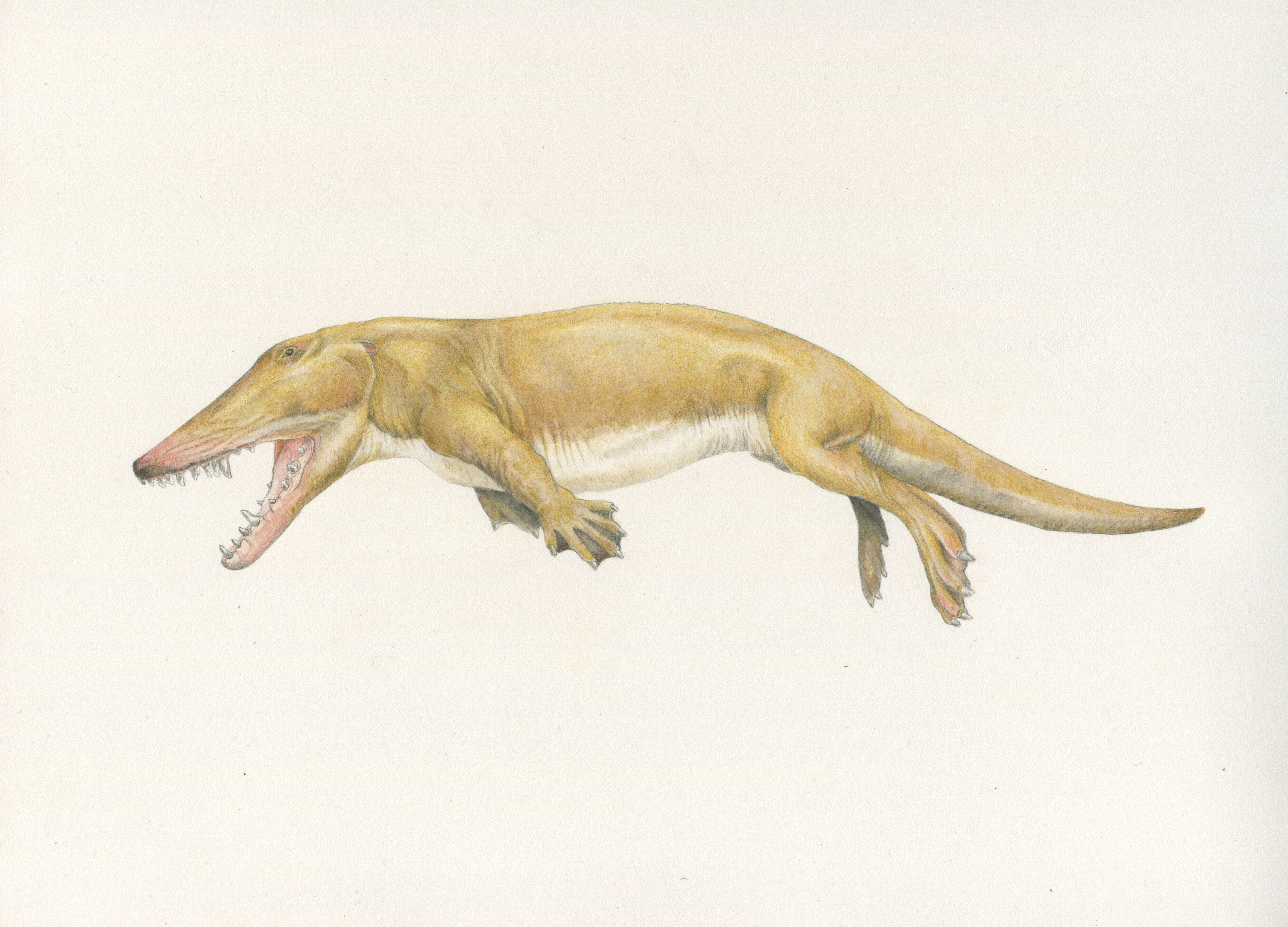 Ambolocetus
