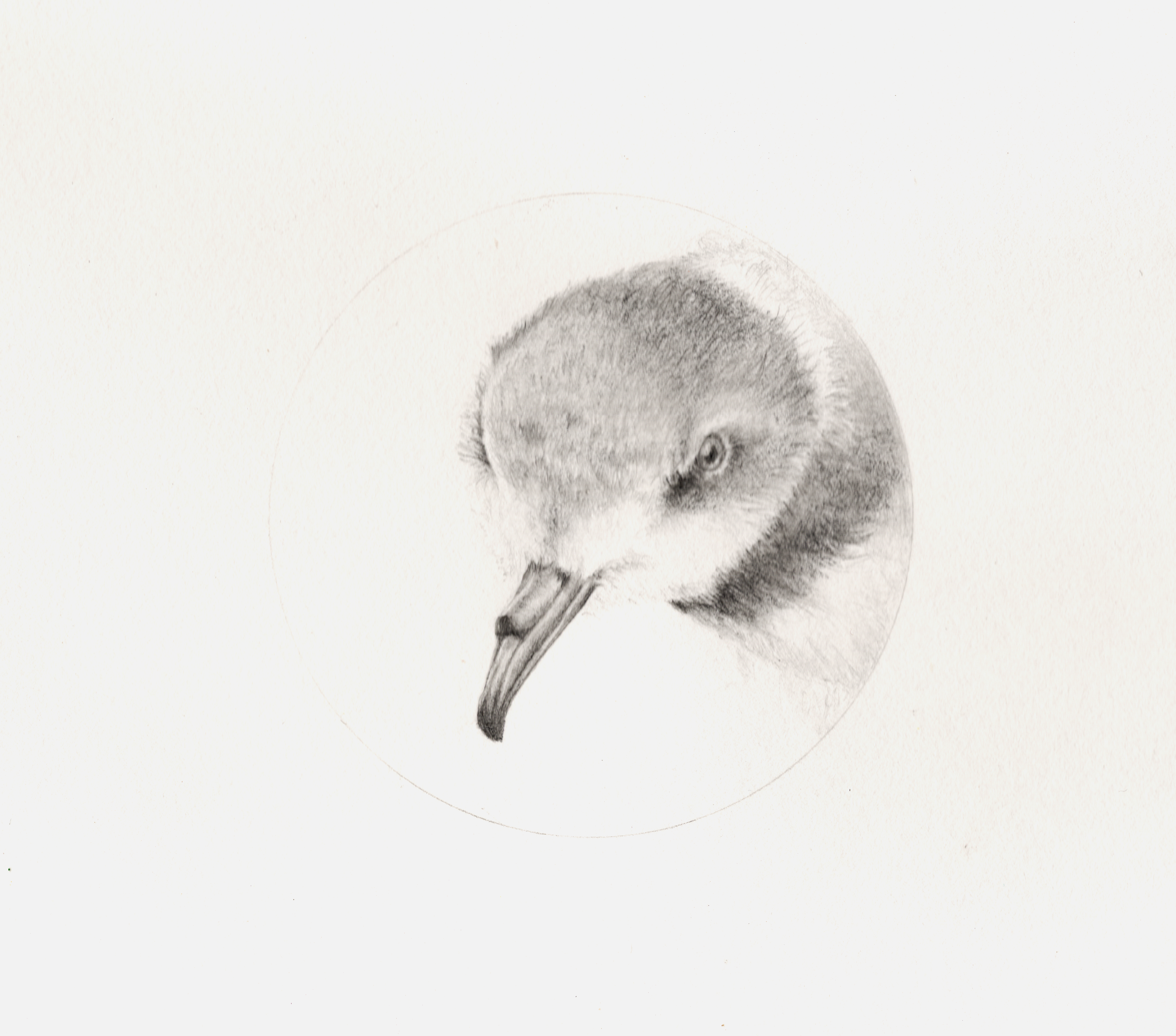 Bird Head