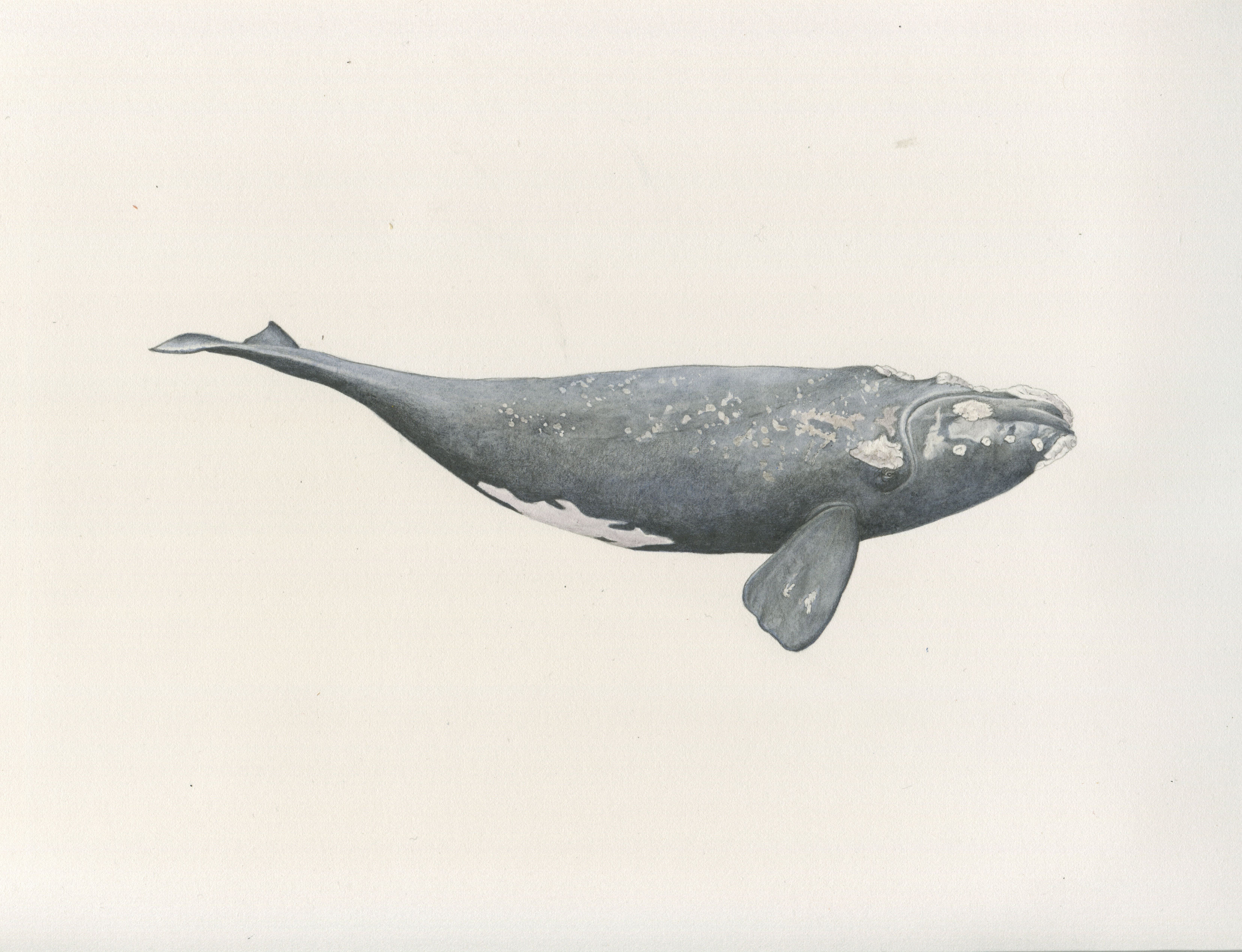 Ballena Franca