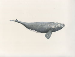 Ballena Franca