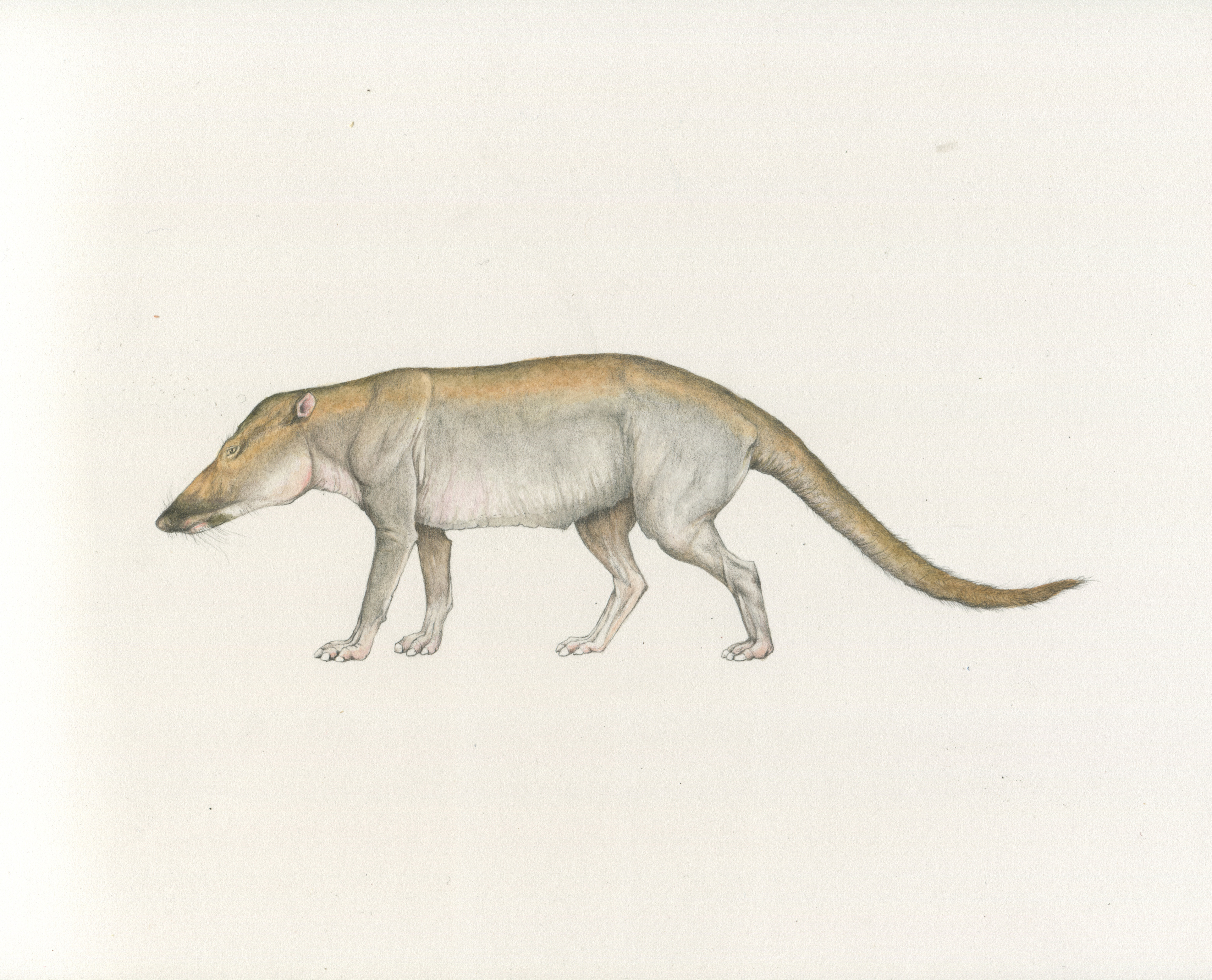 Pakicetus