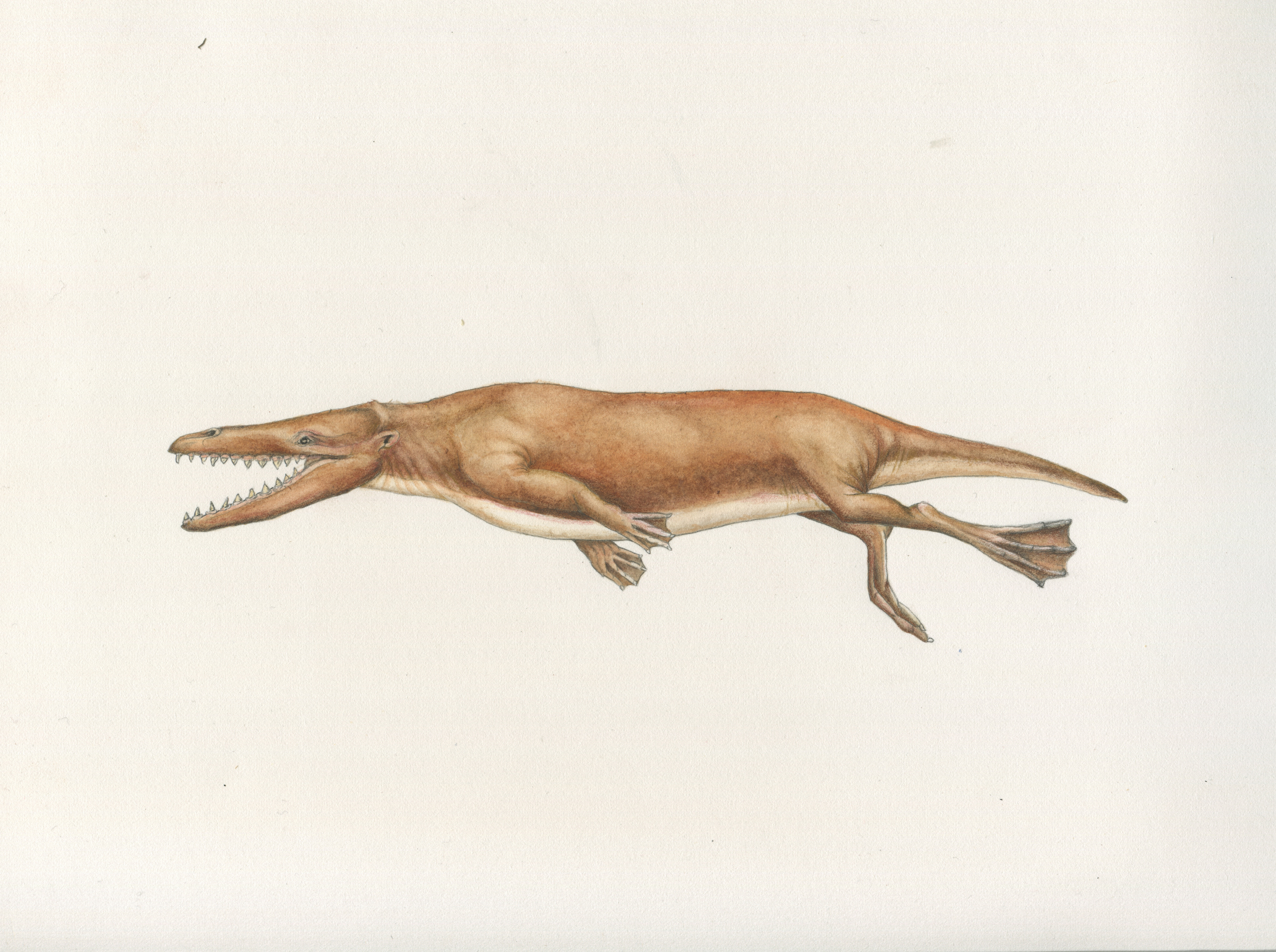 Rodhocetus