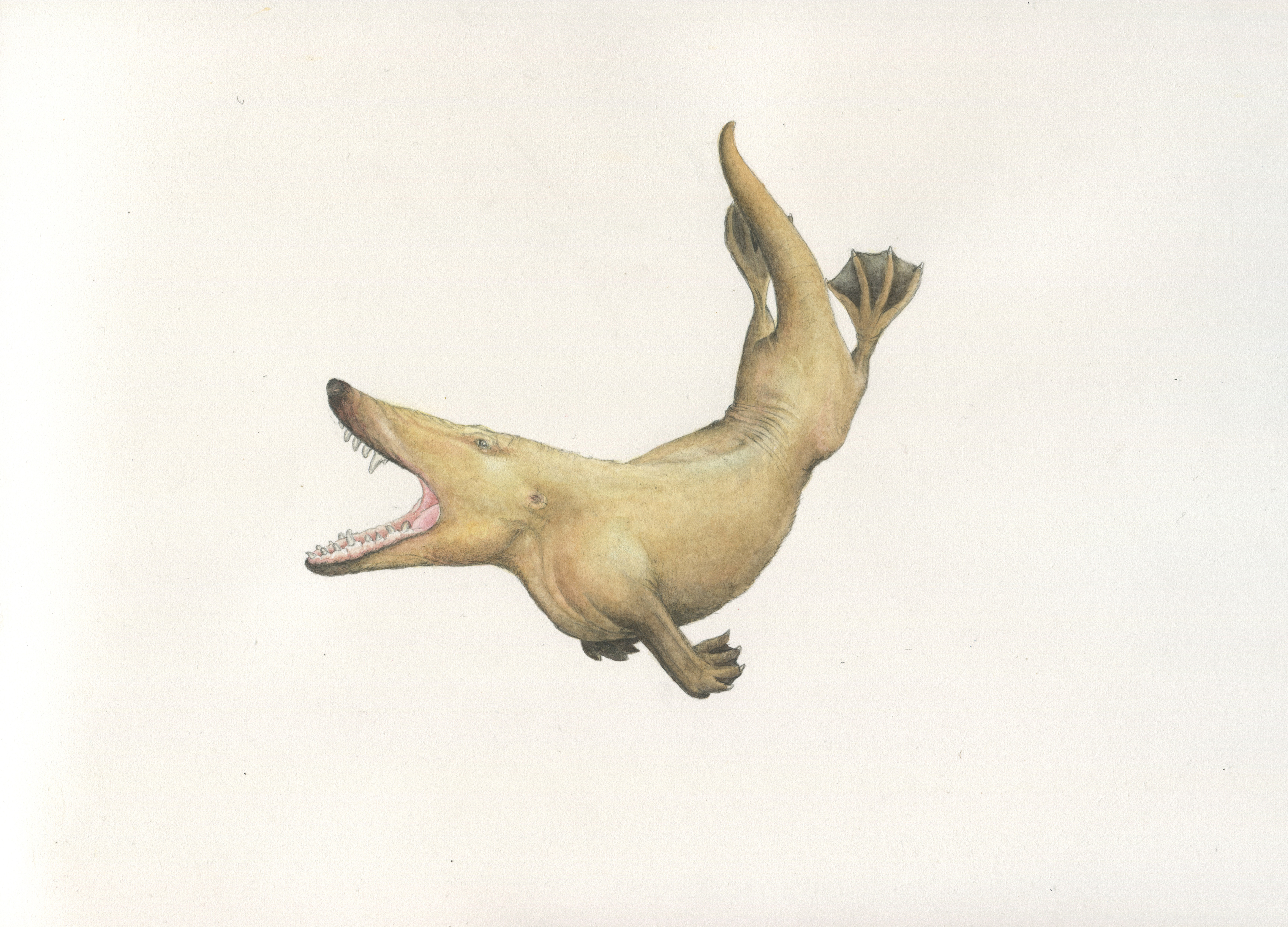Remingtonocetus