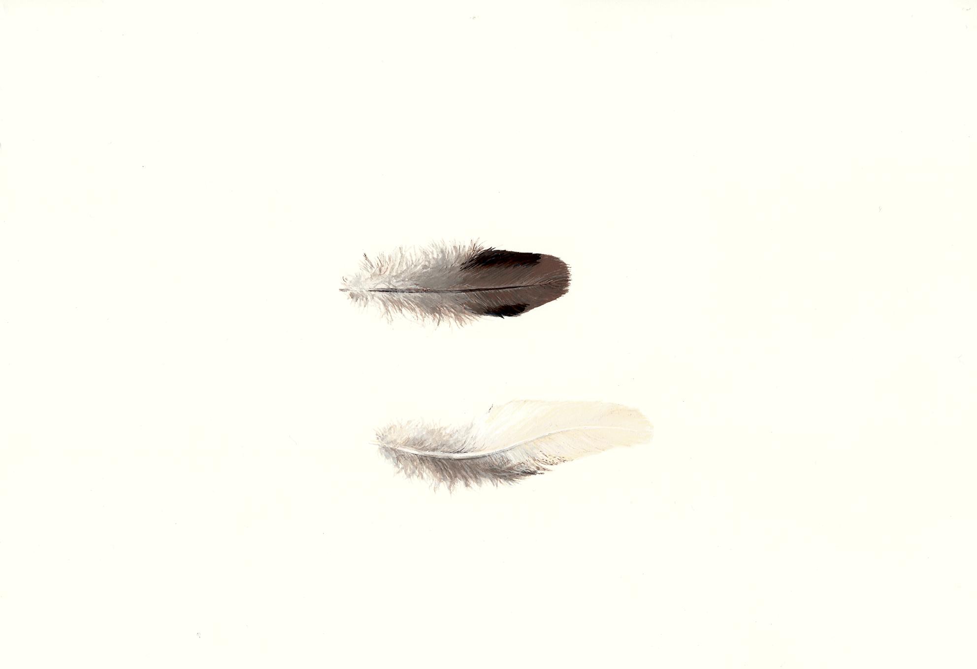 Mourning dove feathers