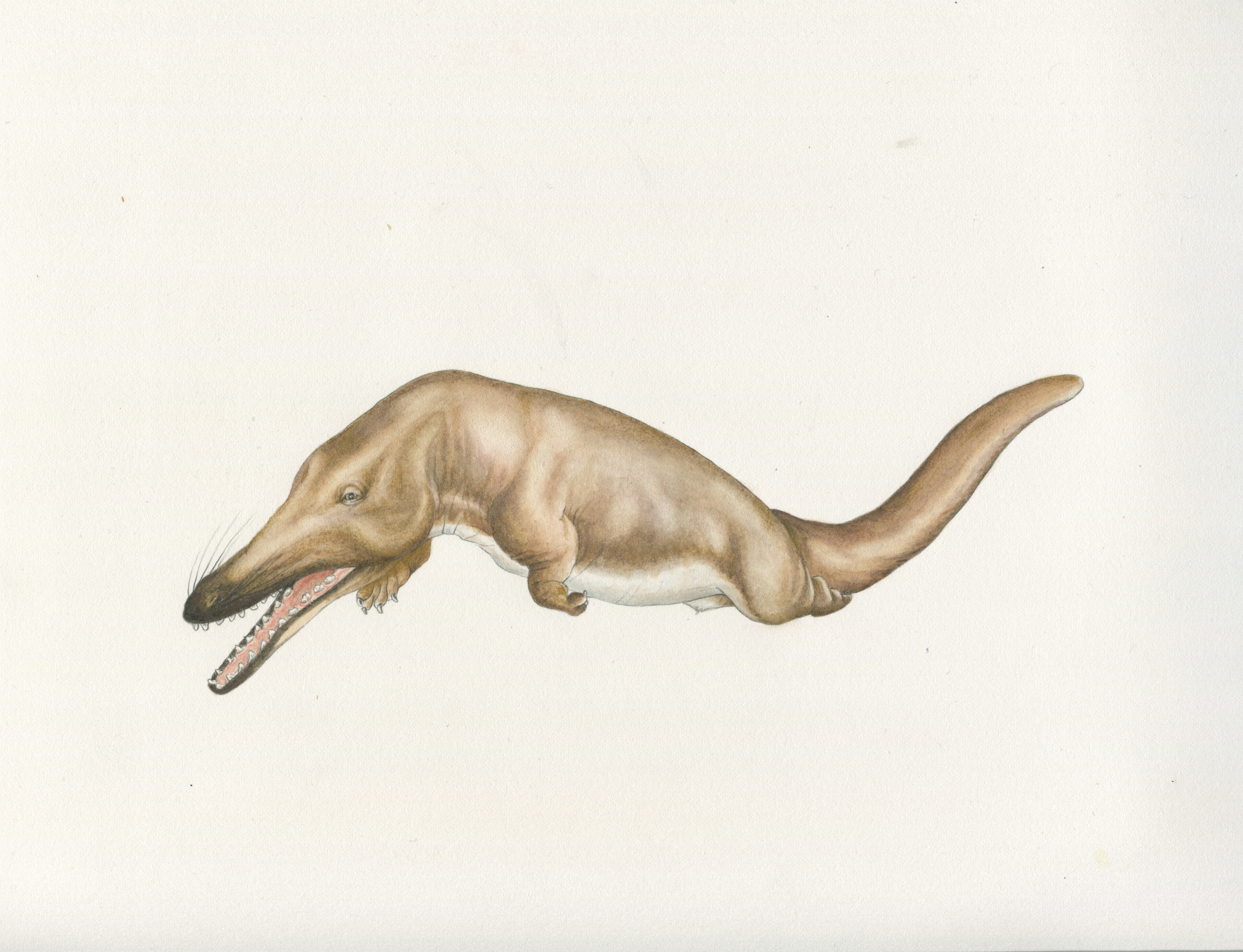 Kutchicetus