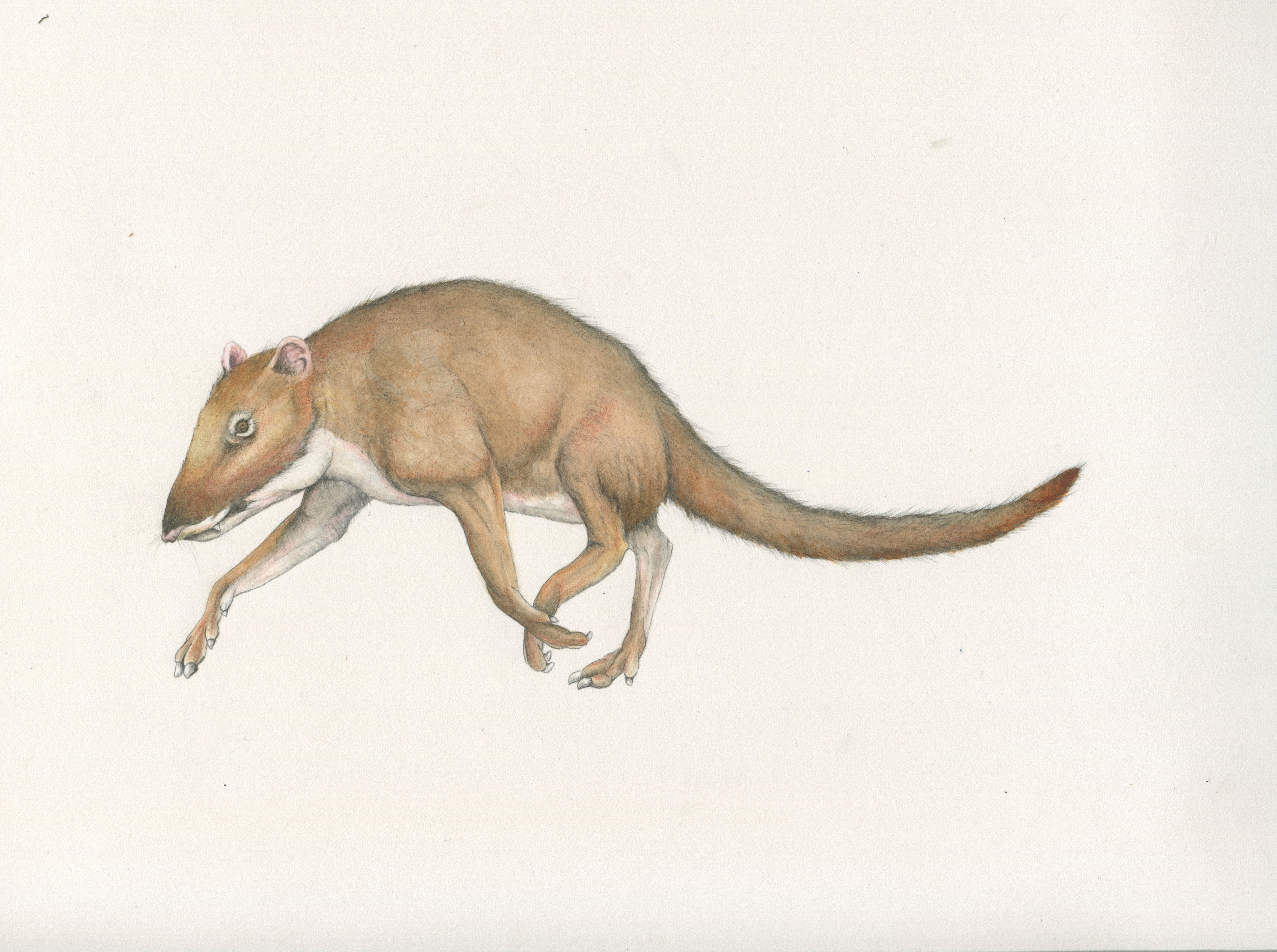 Indohyus