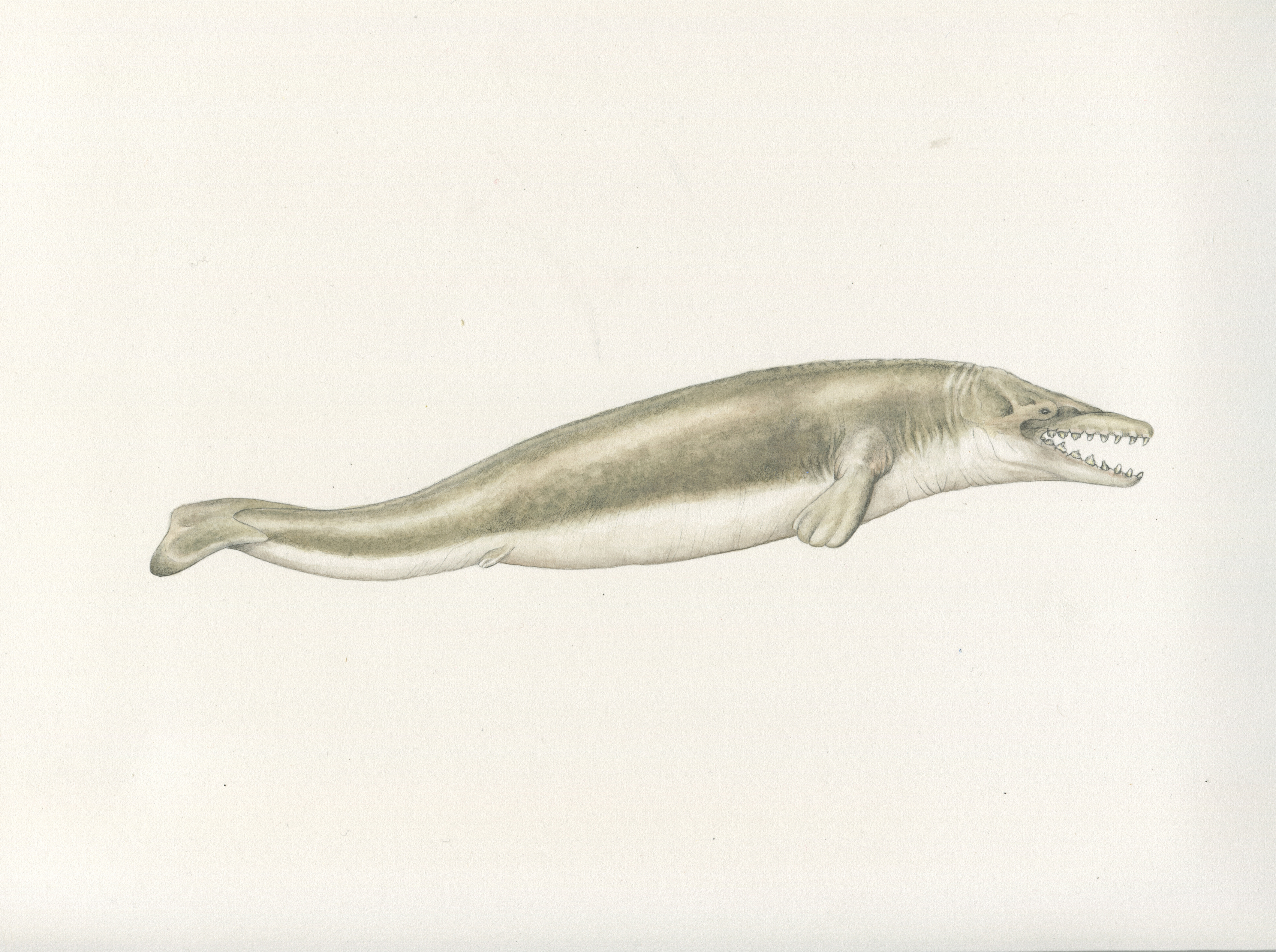 Dorudon