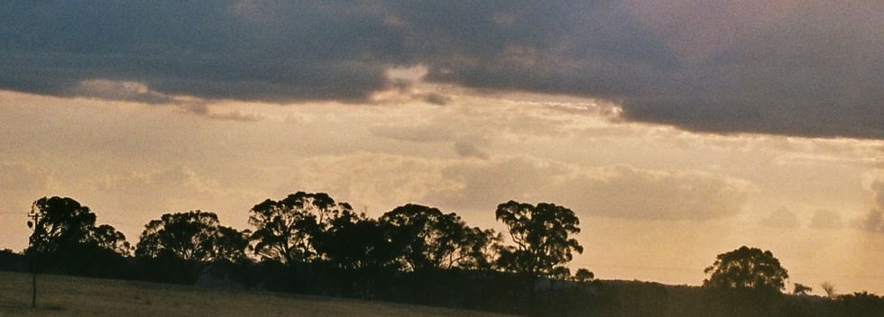 trunkey sheep film.jpg