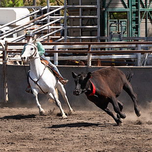 Moonbi State Championships