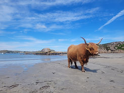 Cows in the mountains