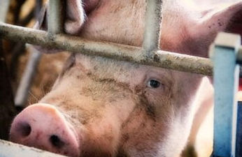 pig broken system.jpg