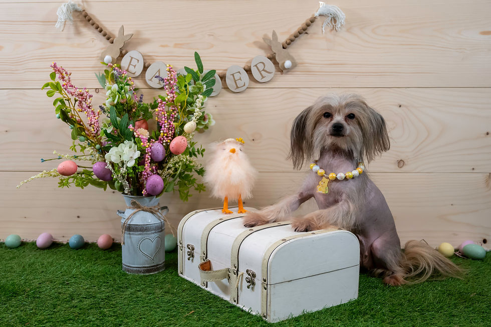 What is a Themed Photoshoot?