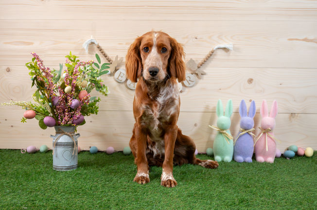 DSC_4403-Enhanced-NR