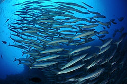 St. Johns & Elba Reef