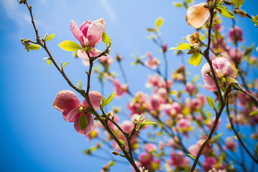 Almond_tree_spring_1900_1267_d.jpg