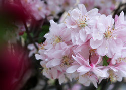 Bloom