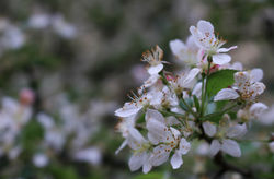 Spring Flowers (3/3)