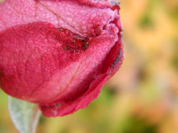 Dew