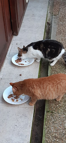 Katzen am futtern.jpg