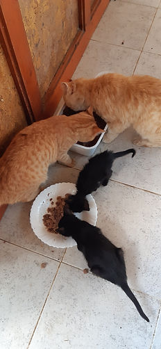 Katzen am futtern.jpg