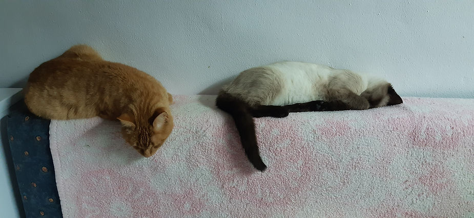 Schlafende Katzen.jpg