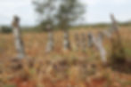 metal fence by a dried up field