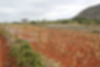 metal fence in front of a field of corn