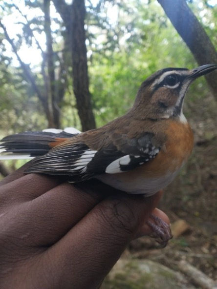 Bird Monitoring on Mount Kasigau at Kasigau Corridor REDD+ Project