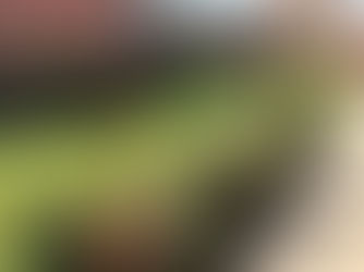 A beautiful cut lawn