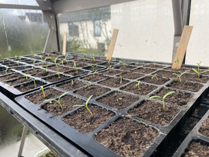 Ready, Steady, Grow!