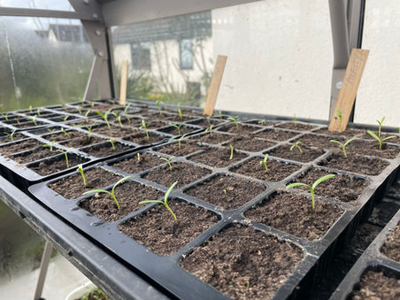 Ready, Steady, Grow!