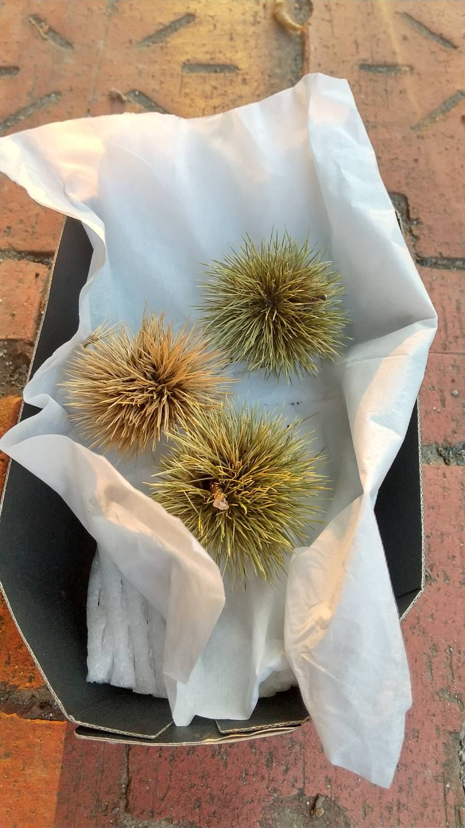 今日のコミふら東原