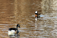 Ducks in the Water