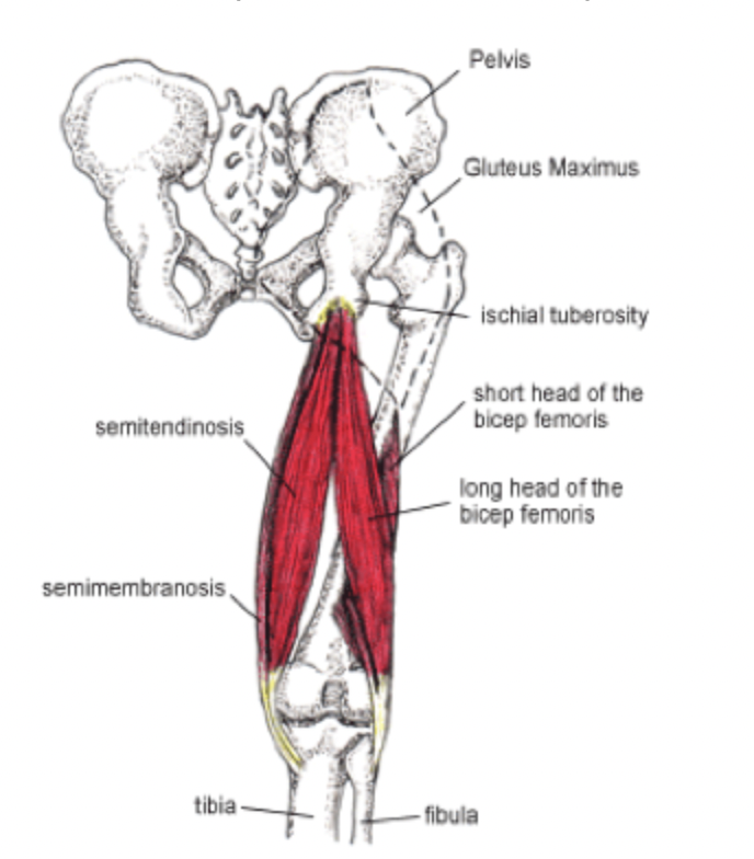 Hamstring muscle group anatomy.
