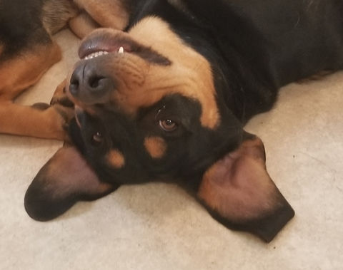 A dog laying upside down looking at the camera