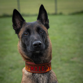 Lederhalsband mit punzierten Flammen und Namensprägung