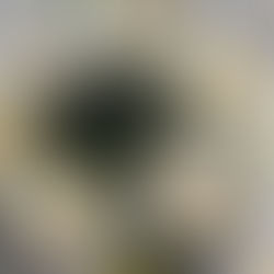 Gepocheerde oesters met saffraansaus