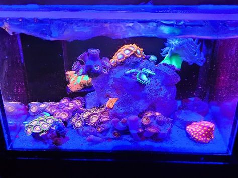 Colorful corals and marine life in a lit aquarium tank, glowing in vivid neon blues and greens with a dark background.