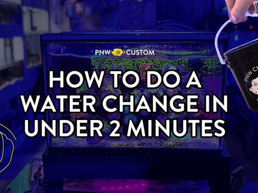 How to Do a Water Change in Under 2 Minutes