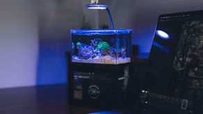 Top 5 Accessories to Upgrade Your Desktop Aquarium Setup