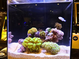 Small-In-One XL | PNW CUSTOM