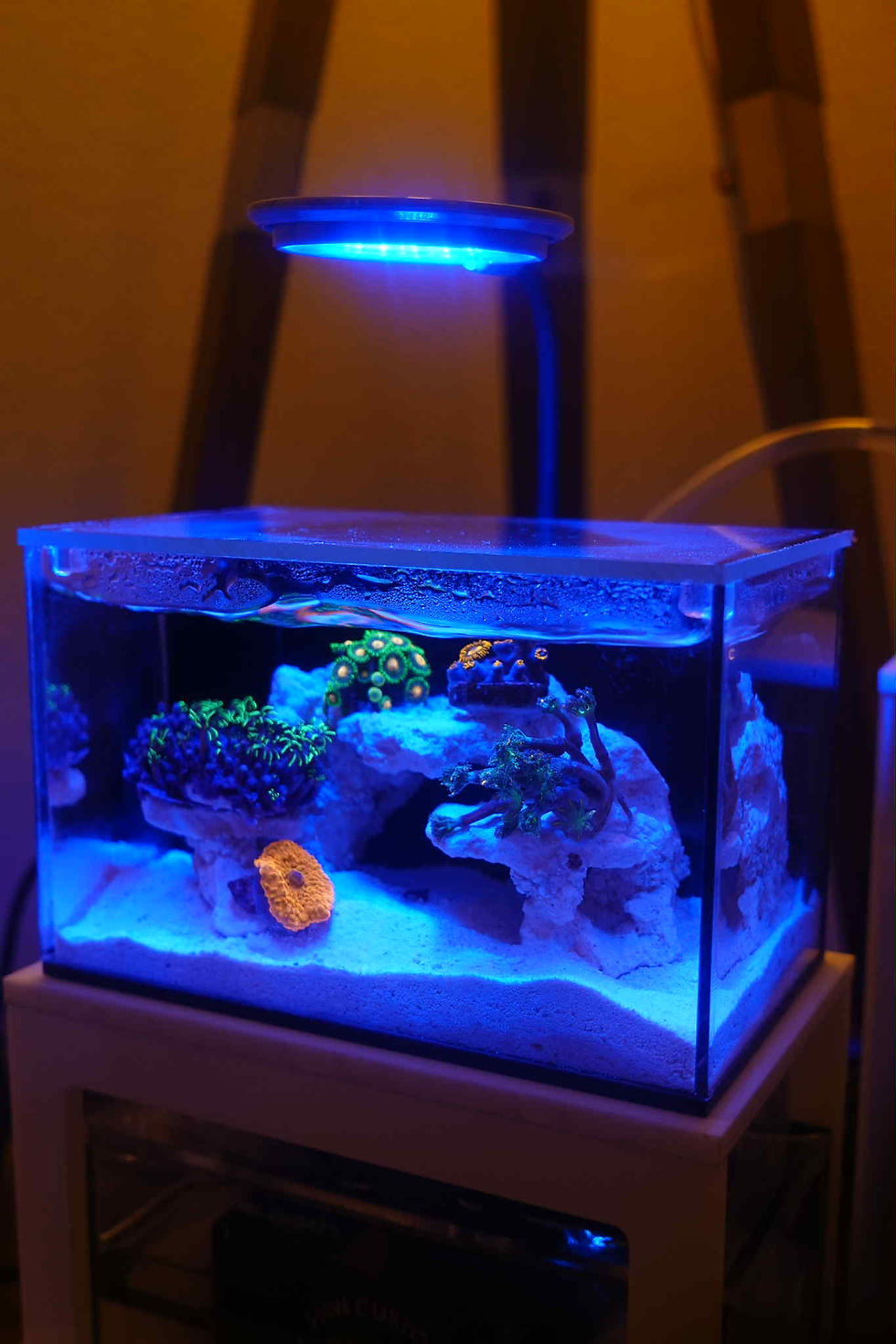 Thumbnail: Micro Reef-Ready Tank | Plug-N-Play Kit